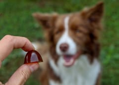 GELOREN Large dog Joints - šunų vitaminai - 420g 6