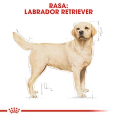 ROYAL CANIN Labrador Adult - sausas maistas šunims - 12 kg 7